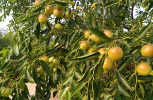 黃驊三娘冬棗采摘園全攻略 門(mén)票、地址、游玩指南及圖片分享